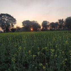 Scenic view of field against sky