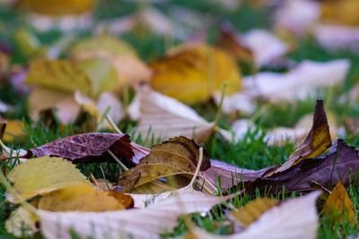 Close-up of dry maple leaves on land