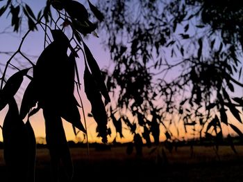 Silhouette woman standing on field against sky during sunset