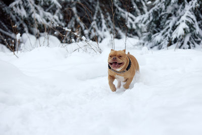 Dog running on snow covered field