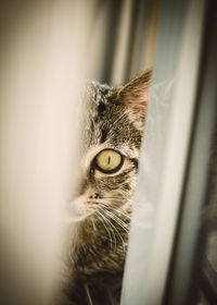 Close-up portrait of a cat