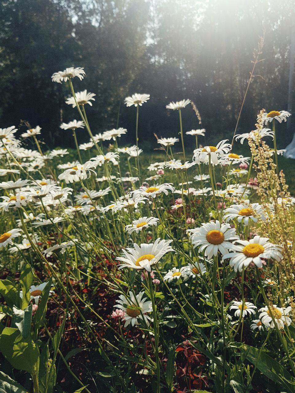 CLOSE-UP OF FLOWERING PLANTS ON LAND