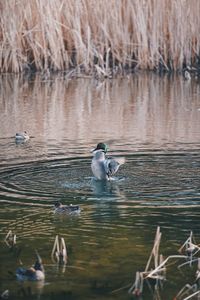 Ducks swimming in lake