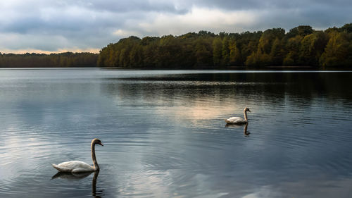 Swans swimming in lake against sky