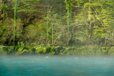 Scenic view of forest