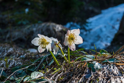 Close-up of white flowering plant on field