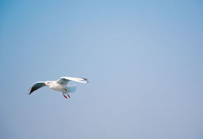 Low angle view of bird flying against blue sky