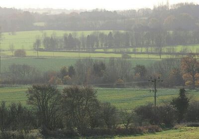 Scenic view of grassy field