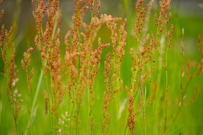 Close-up of plants on field
