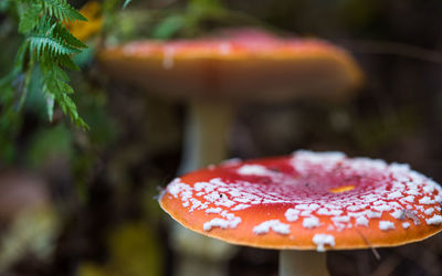 Close-up of fly agaric mushroom