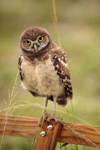 Baby burrowing owl athene cunicularia perched outside its burrow on marco island, florida