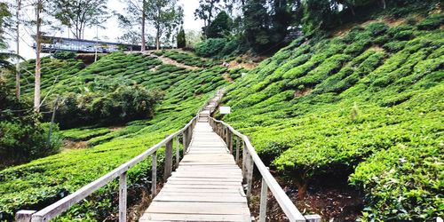 Footbridge amidst trees in forest.