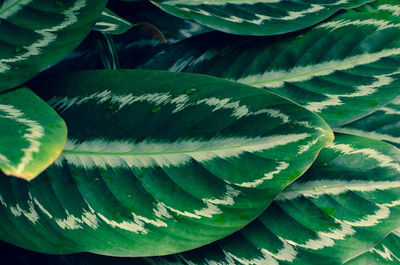 Full frame shot of succulent plant