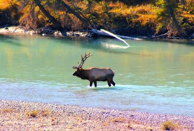 Deer in a lake