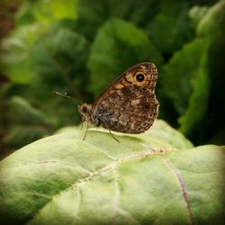 Close-up of butterfly perching on leaf