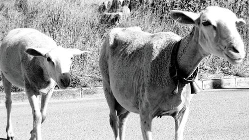 Sheep standing on field