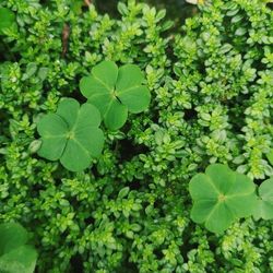 Close-up of green leaves