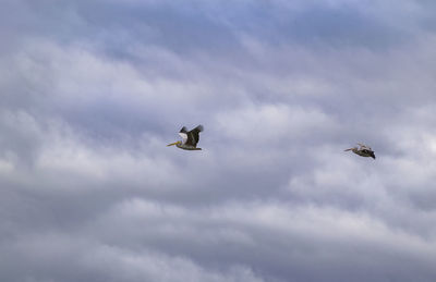 Low angle view of birds flying in sky