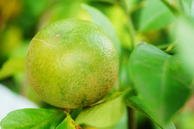 Close-up of fruit growing on tree