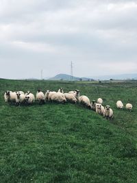 Sheep in a field