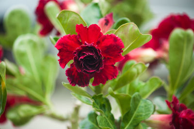 Close-up of red flowering plant