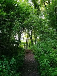 Walkway amidst trees in forest