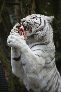 Close-up of tiger