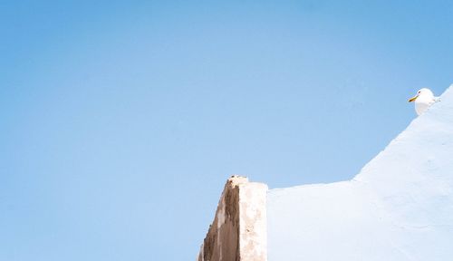 Low angle view of seagull flying against clear blue sky