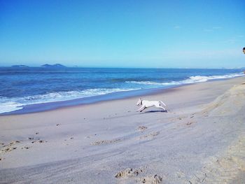 The dog loves going to the beach