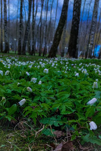 Scenic view of flowering trees in forest