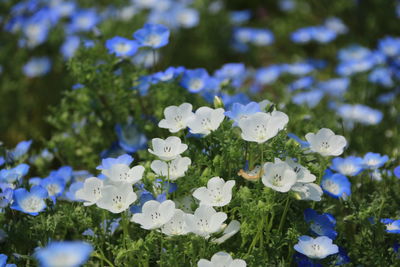 Close-up of white flowering plants