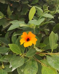 Close-up of flowering plant