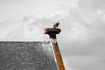 Low angle view of bird perching against sky