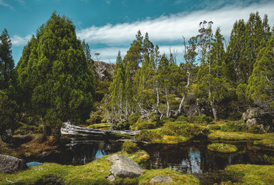 Scenic view of river amidst trees in forest against sky