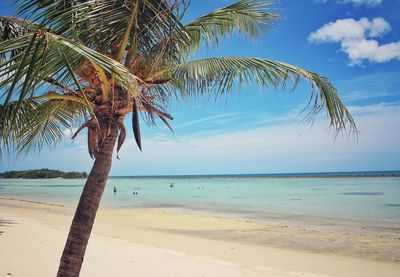 Palm trees on beach