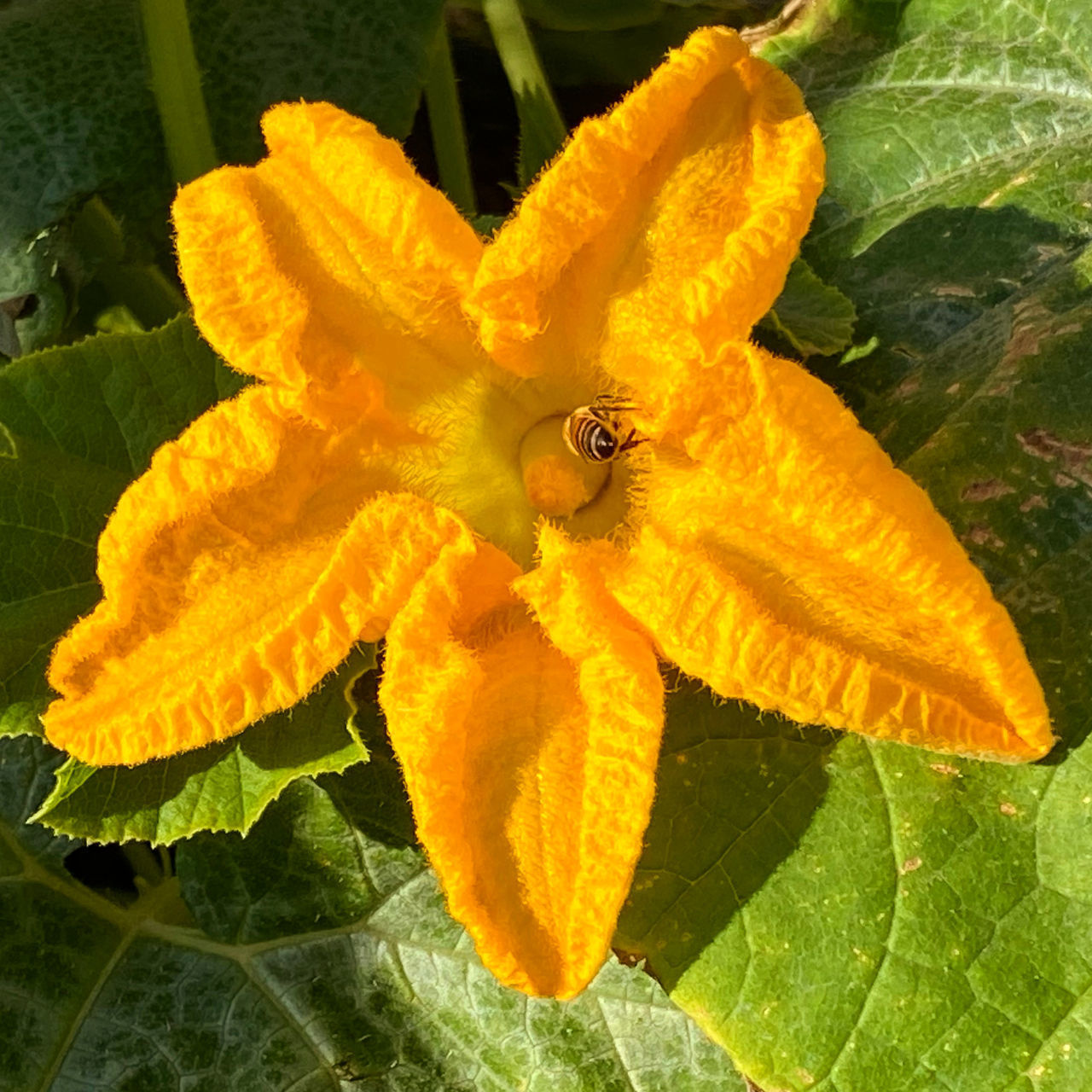 CLOSE-UP OF HONEY BEE ON YELLOW FLOWER