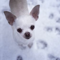 Close-up portrait of a dog in snow