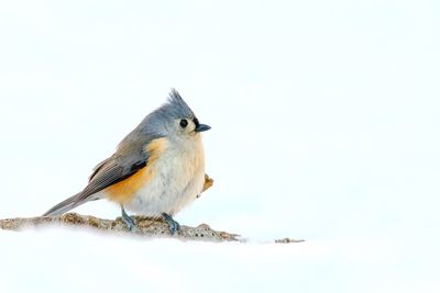 Close-up of bird perching against sky