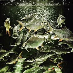 Close-up of fish swimming in water