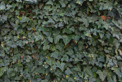 leaf