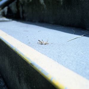 Close-up of insects on white surface