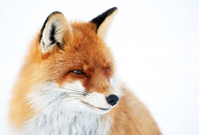 Close-up of red fox looking away