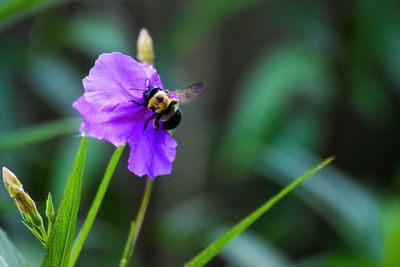 Close-up of bee on purple flower