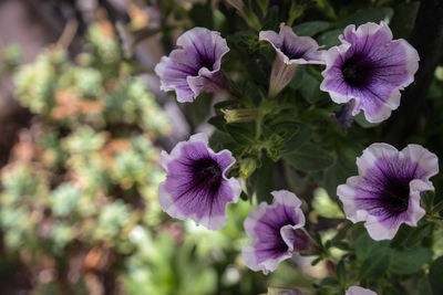 Close-up of purple flowers blooming