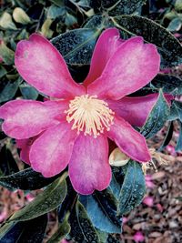 Close-up of pink flowers