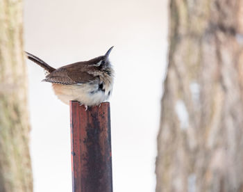 Carolina wren fluffed up against the cold.