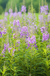 Close-up of purple flowering plants on field