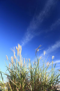 Low angle view of plants growing on field against blue sky