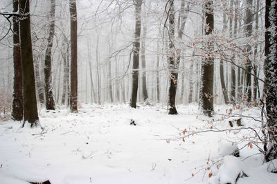 Snow covered trees in forest