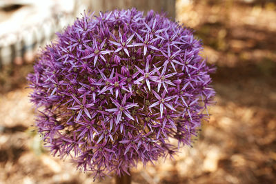 Close-up of purple flowering plant in field